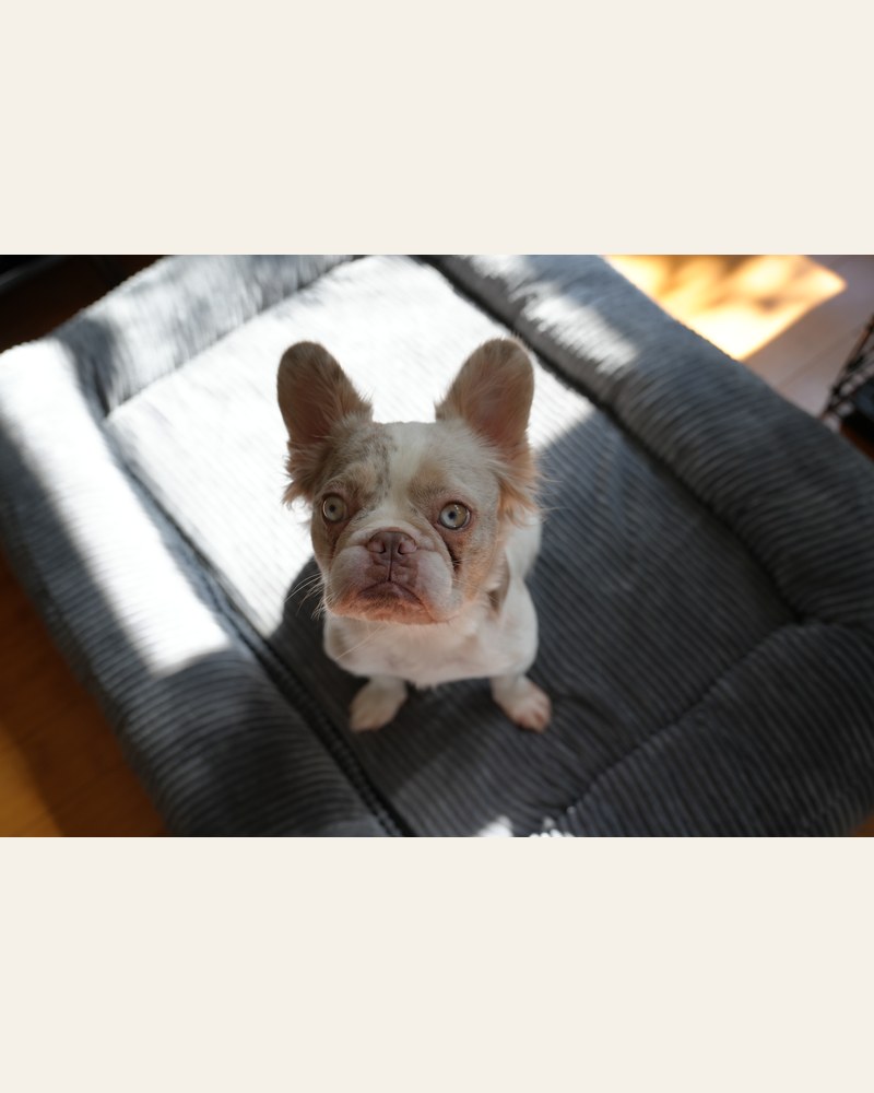 Bella, a New Shade Isabella Merle Fluffy French Bulldog, looking up at the camera
