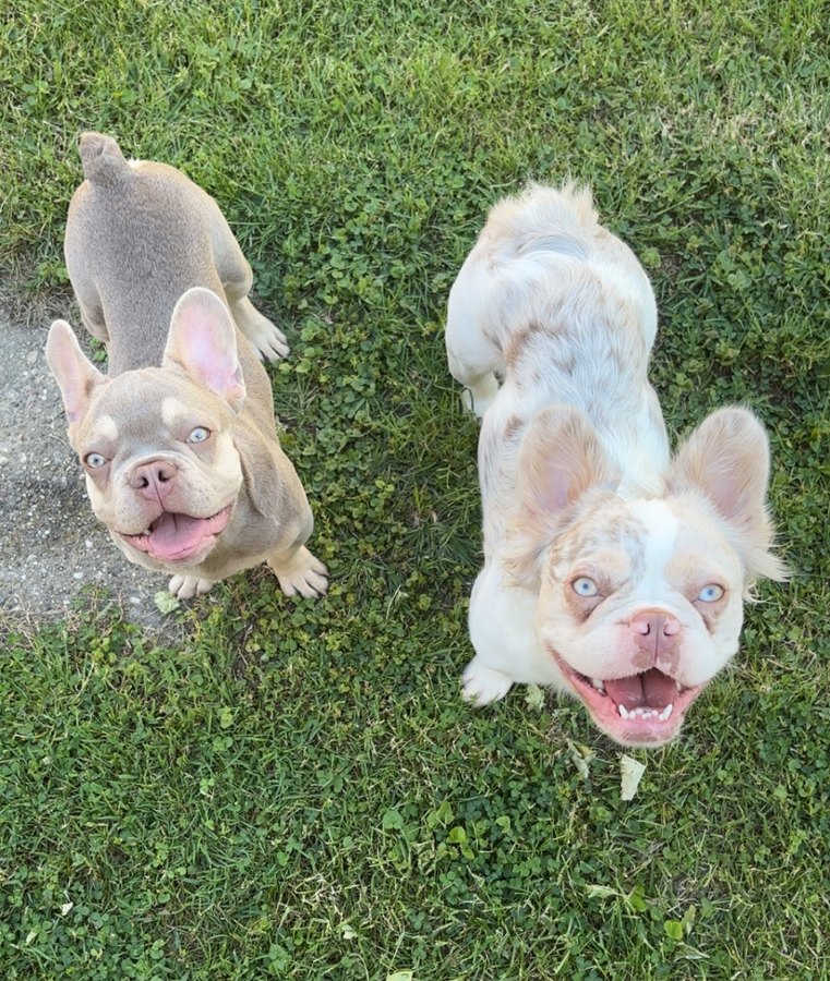 Bella and Seb on the grass looking toward the camera