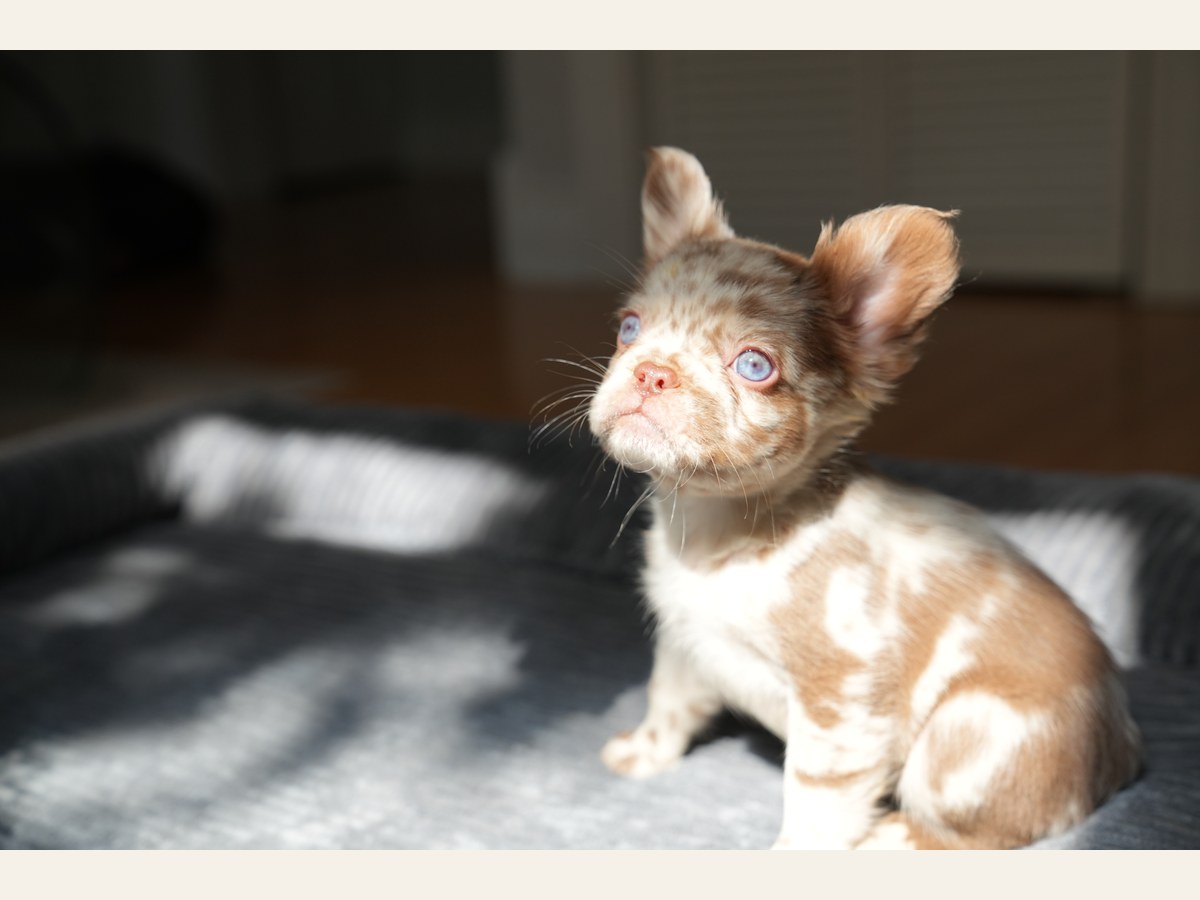 Aspy, a New Shade Rojo Merle Fluffy French Bulldog puppy, looking toward the camera