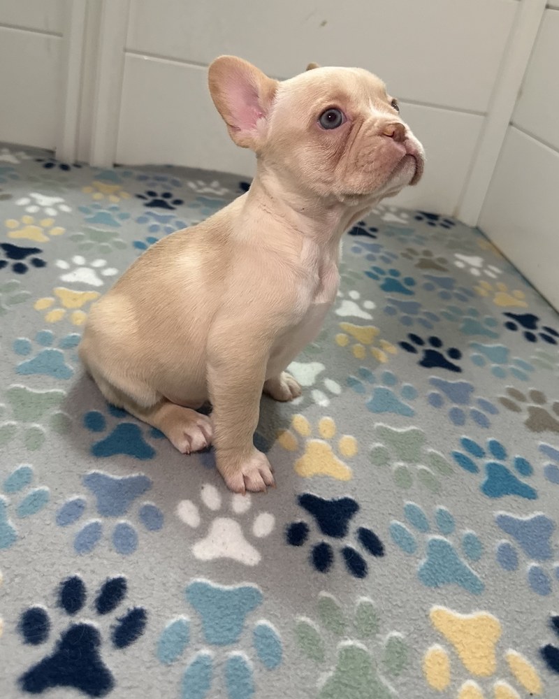 Chloe, a New Shade Isabella Pied French Bulldog puppy, sitting and looking upward