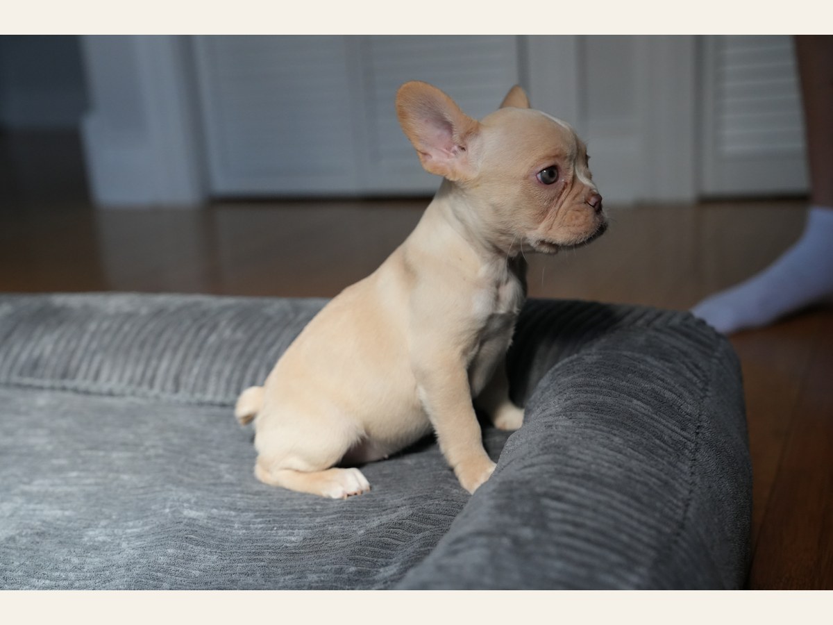 Chloe, a New Shade Isabella Pied French Bulldog puppy, sitting and looking to the side