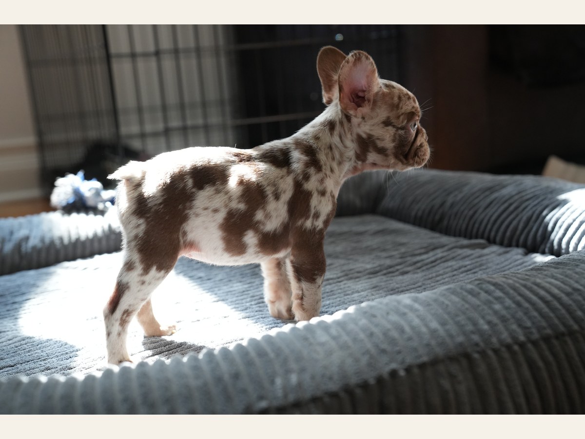Coco, a New Shade Rojo Merle French Bulldog puppy, shown in profile facing to the side