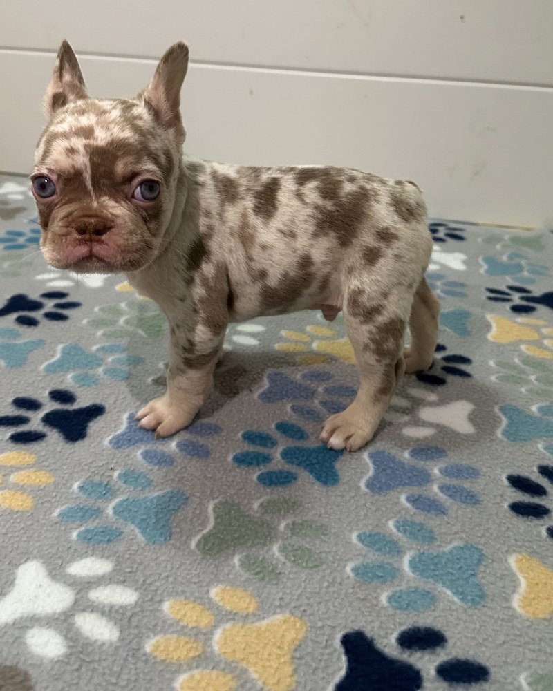 Hamilton, a New Shade Rojo Merle French Bulldog puppy with blue eyes