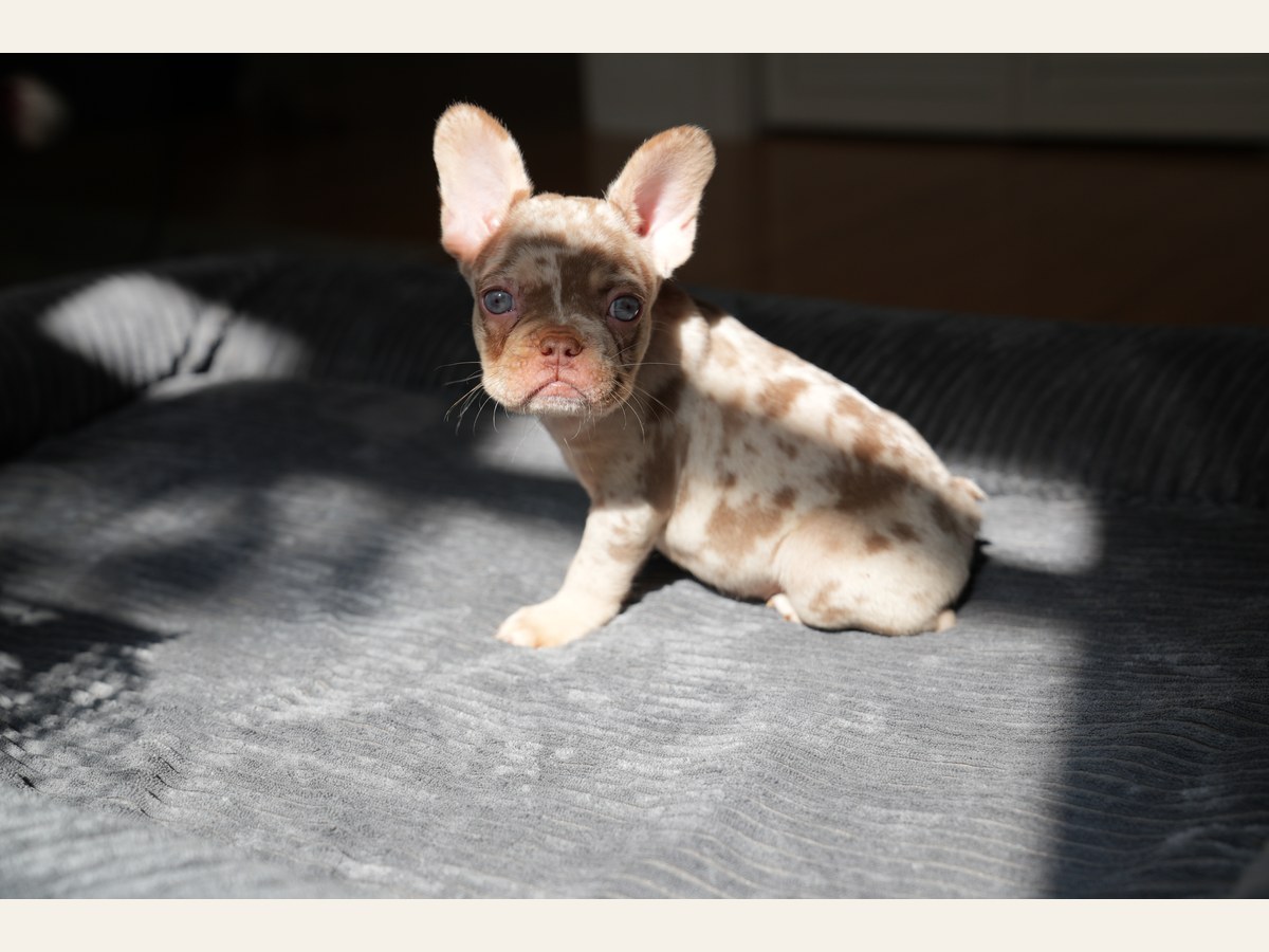 Hamilton, a New Shade Rojo Merle French Bulldog puppy with blue eyes