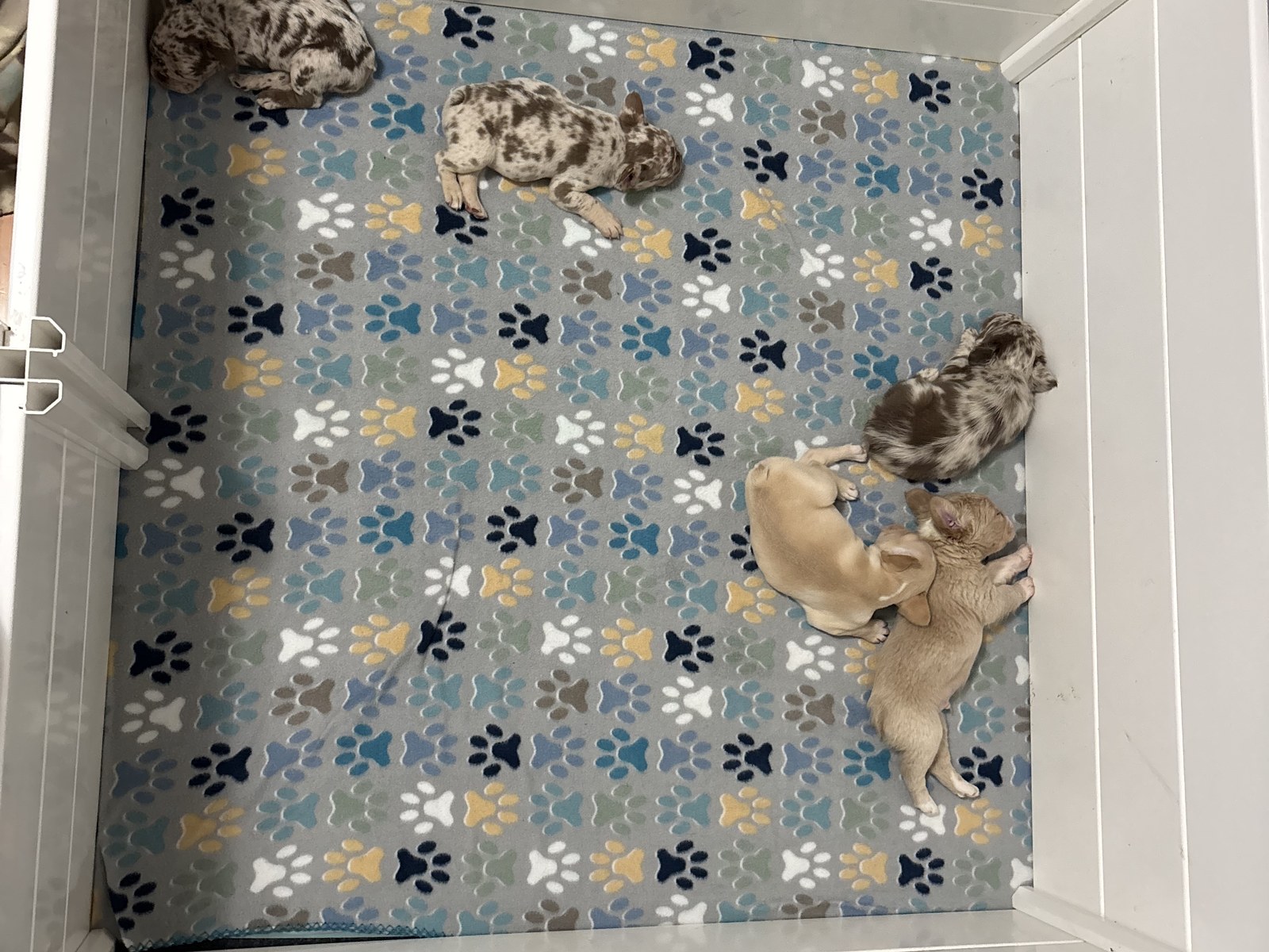 Bella’s first litter resting together in their whelping box