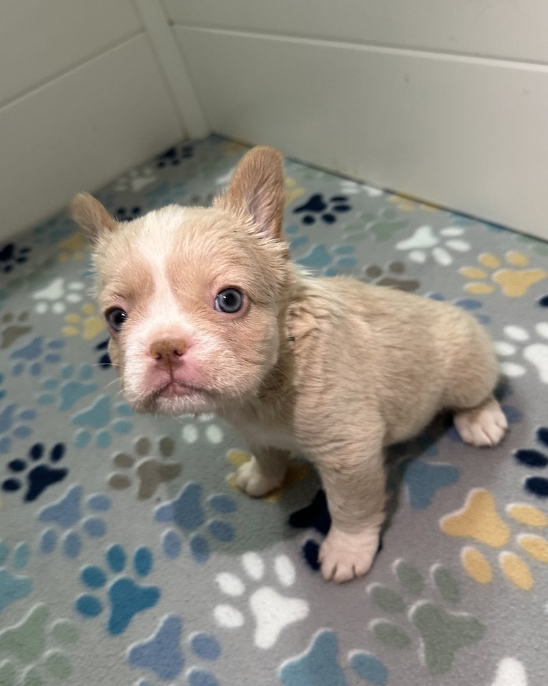 Romeo, a New Shade Isabella Pied Fluffy French Bulldog puppy with a white blaze, looking at the camera
