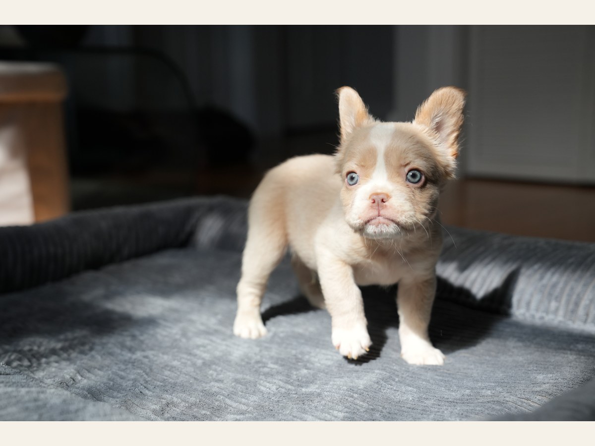 Romeo, a New Shade Isabella Pied Fluffy French Bulldog puppy with a white blaze, looking at the camera
